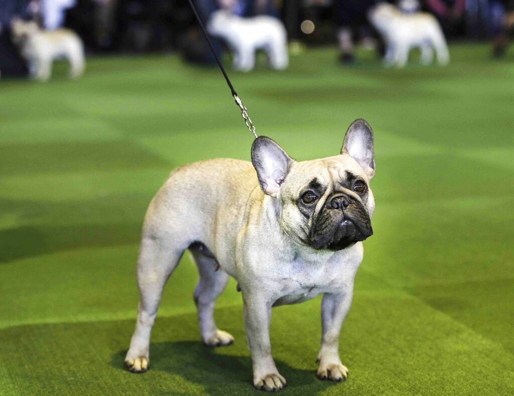 Tue. 9:02 a.m.: Look out, Labs: French bulldogs now 2nd most popular US dog | News, Sports, Jobs - Vimarsana News